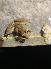 Ptychadena anchietae