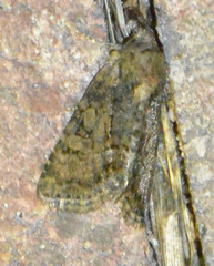 Oligia strigilis