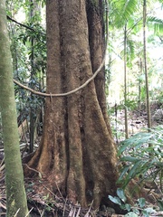 Dysoxylum mollissimum