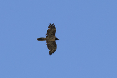 Gypaetus barbatus barbatus