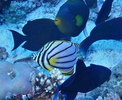 Chaetodon meyeri