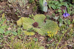 Phlomoides rotata
