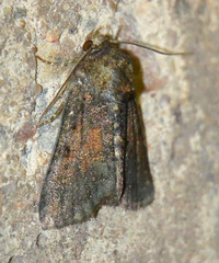 Oligia strigilis