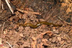 Bipaliinae
