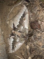 Gonimbrasia zambesina
