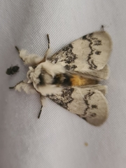 Iropoca rotundata
