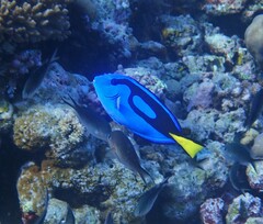 Paracanthurus hepatus