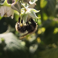 Bombus pascuorum