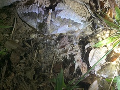 Gonimbrasia zambesina