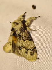 Iropoca rotundata