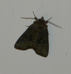 Oligia strigilis