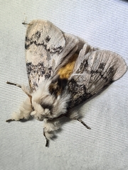 Iropoca rotundata