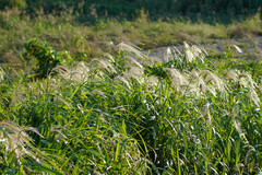 Miscanthus sacchariflorus