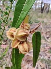 Lasiopetalum ferrugineum