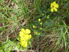 Hibbertia obtusifolia