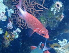 Sargocentron caudimaculatum