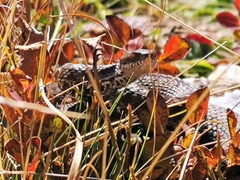 Vipera berus marasso