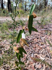 Lasiopetalum ferrugineum