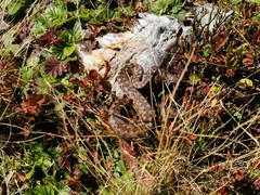 Vipera berus marasso