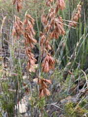 Thamnochortus cinereus