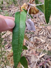 Lasiopetalum ferrugineum
