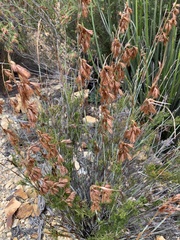 Thamnochortus cinereus