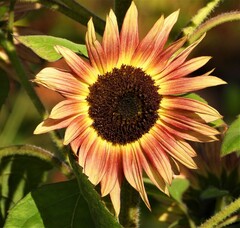 Helianthus annuus