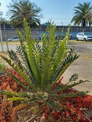 Encephalartos