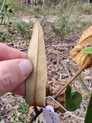 Lasiopetalum ferrugineum