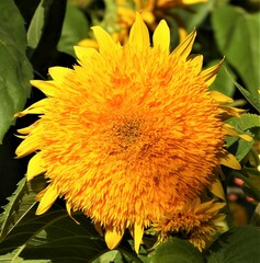 Helianthus annuus