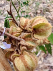 Lasiopetalum ferrugineum