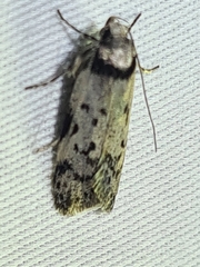 Philobota orescoa