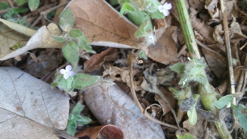 Nelsonia canescens image