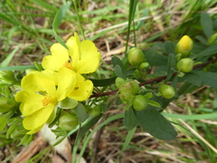 Hibbertia obtusifolia