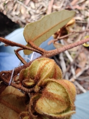Lasiopetalum ferrugineum