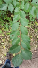 Ulmus minor