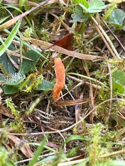 Cordyceps