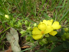 Hibbertia obtusifolia