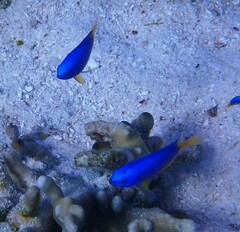 Pomacentrus coelestis