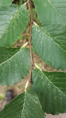 Ulmus minor