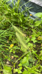 Hordeum
