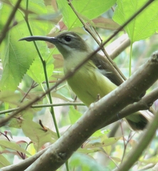 Arachnothera longirostra