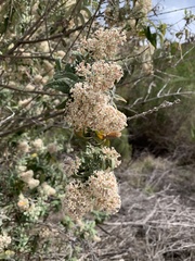 Buddleja salviifolia
