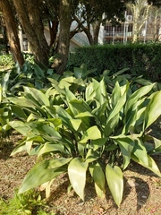 Aspidistra elatior