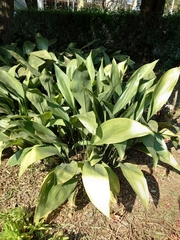 Aspidistra elatior