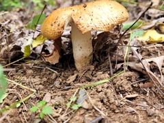 Russula foetens