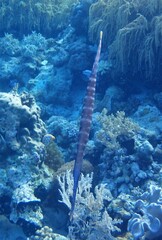 Aulostomus chinensis