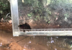 Nandus nebulosus