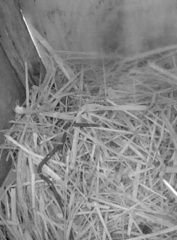 Indotyphlops braminus