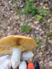 Russula foetens